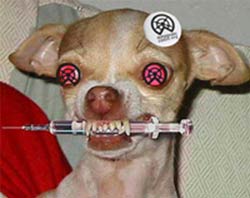 pin sur chien